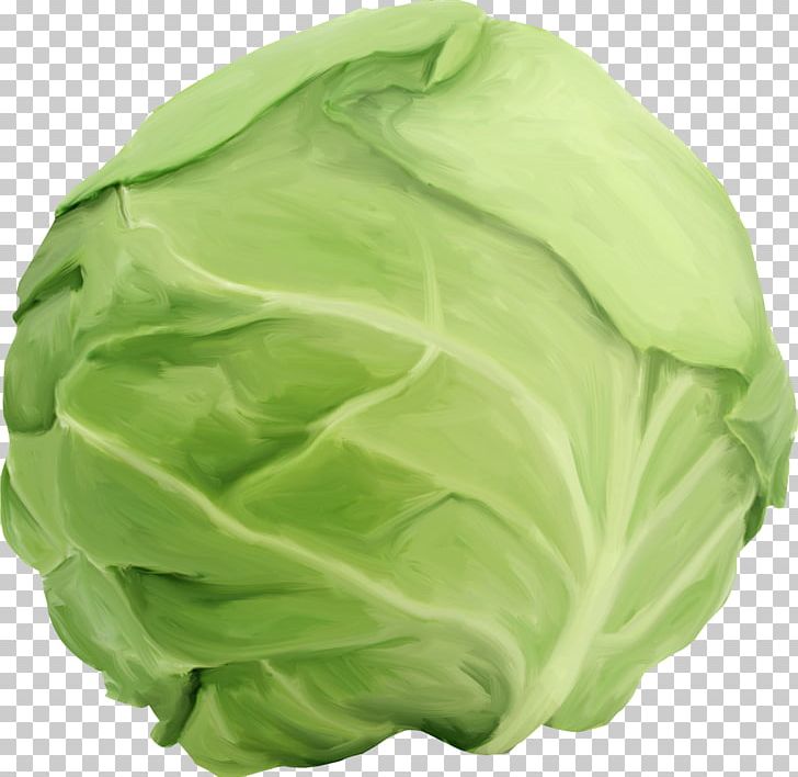 Savoy Cabbage Vegetable Collard Greens Spring Greens PNG, Clipart, Berry, Brassica Oleracea, Cabbage, Collard Greens, Drawing Free PNG Download