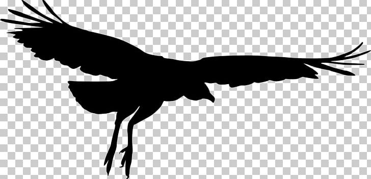 Bird Silhouette PNG, Clipart, Animals, Beak, Bird, Bird Of Prey, Black And White Free PNG Download