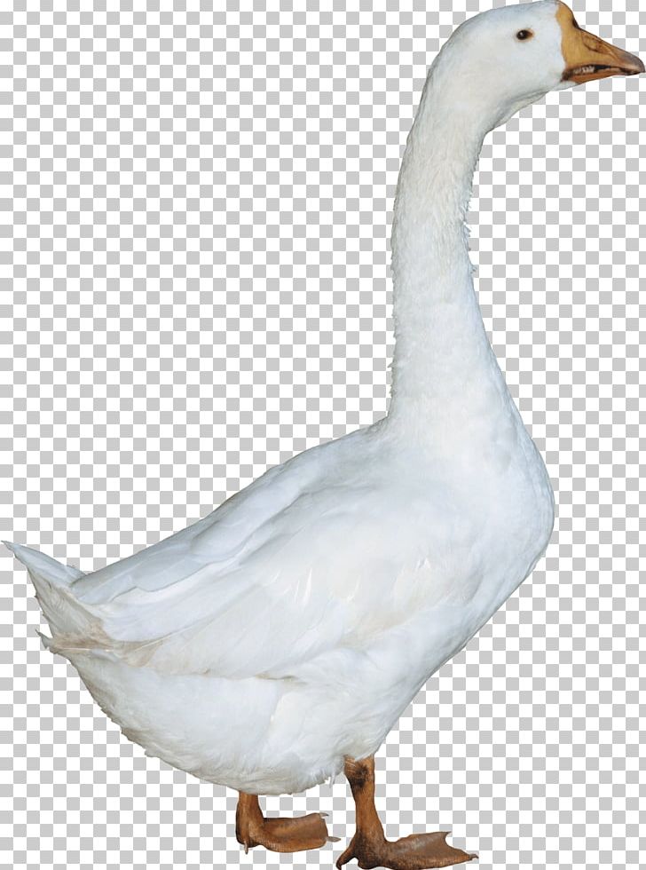 Duck Goose PNG, Clipart, American Pekin, Anatidae, Animal, Animals, Beak Free PNG Download