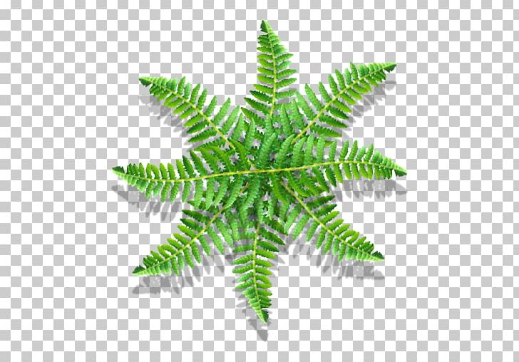 Fern Vascular Plant Leaf Plant Stem PNG, Clipart, Fern, Ferns And Horsetails, Leaf, Monstera, Organism Free PNG Download