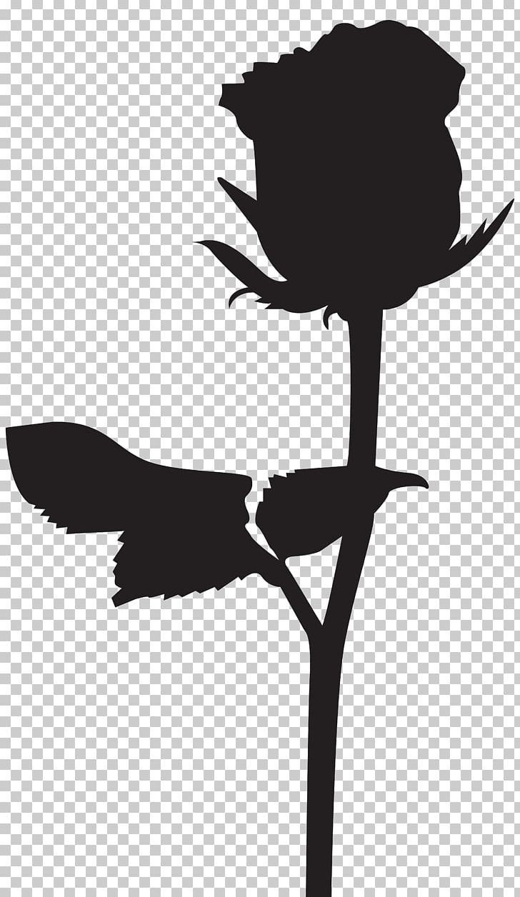 Silhouette Black Rose Drawing PNG, Clipart, Animals, Beak, Bird, Black And White, Black Rose Free PNG Download