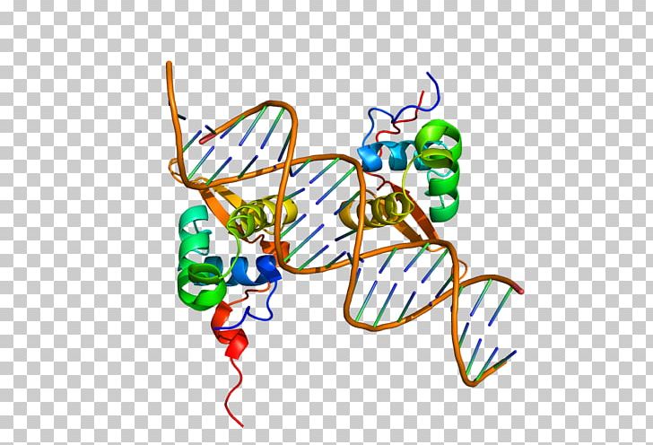 FOXM1 FOXP2 FOX Proteins Protein Structure PNG, Clipart, Area, Art, Artwork, Cell, Cell Cycle Free PNG Download