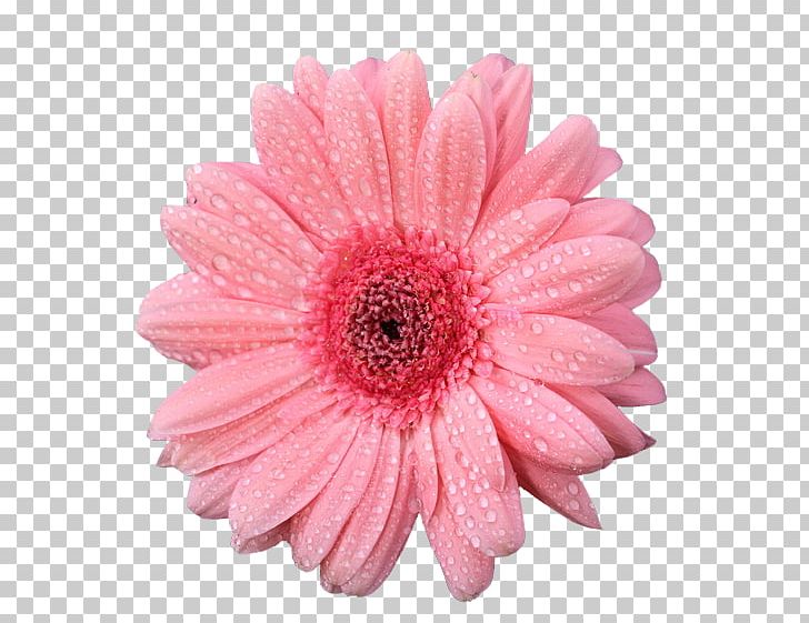 Transvaal Daisy Stock Photography Flower PNG, Clipart, Blume, Chrysanths, Common Daisy, Cut Flowers, Daisy Family Free PNG Download