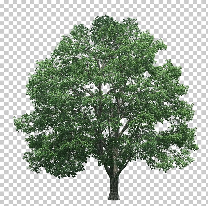 Tree Pine PNG, Clipart, Adobe Illustrator, Autumn Tree, Branch, Christmas Tree, Clip Art Free PNG Download
