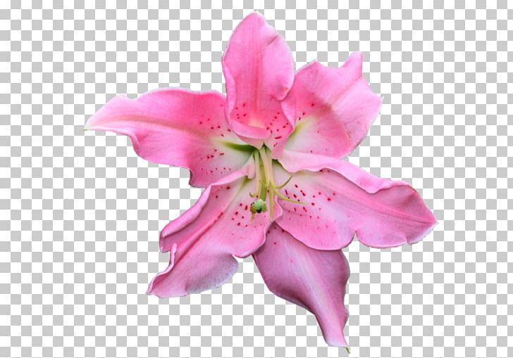Cut Flowers Azalea Petal Pink M PNG, Clipart, Azalea, Cicek, Cicek Resimleri, Cut Flowers, Fleur Free PNG Download