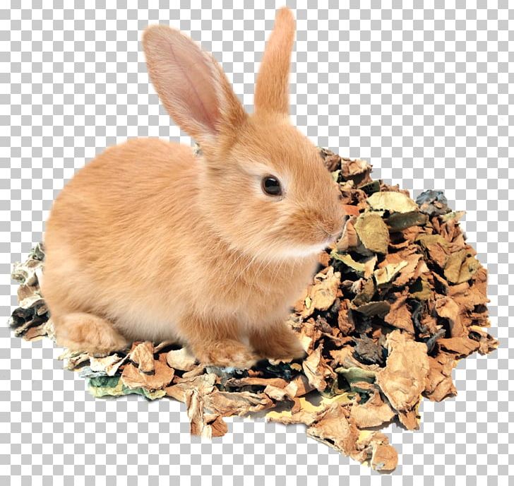 Domestic Rabbit Egg Carton Cardboard PNG, Clipart, Animals, Cardboard, Carton, Color, Domestic Rabbit Free PNG Download