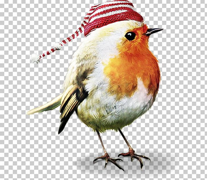 Hummingbird Goodgame Big Farm Feather PNG, Clipart, Animals, Beak, Bird, Bird Of Prey, Christmas Ornament Free PNG Download