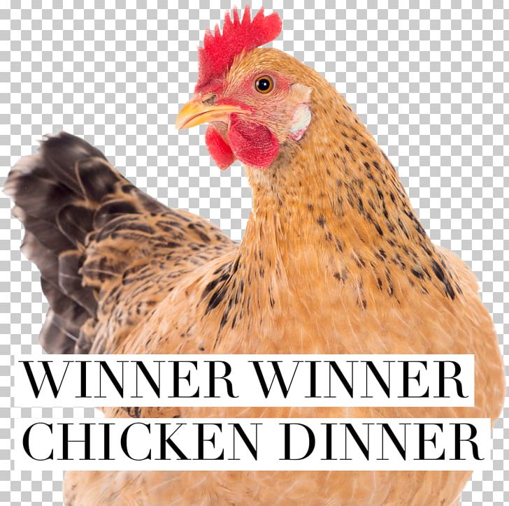 Brahma Chicken Broiler Chicken Coop Hen PNG, Clipart, Beak, Bird, Brahma Chicken, Broiler, Chicken Free PNG Download