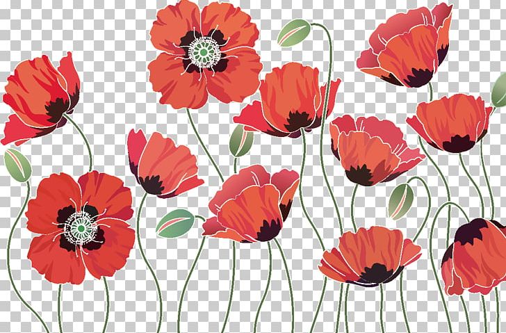 opium poppy flower drawing