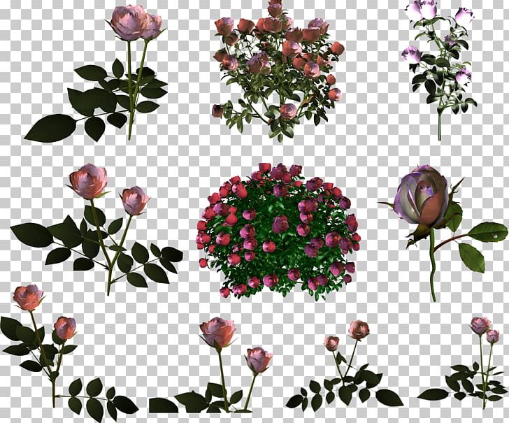 Garden Roses Shrub PNG, Clipart, Branch, Cut Flowers, Digital Image, Flora, Floral Design Free PNG Download