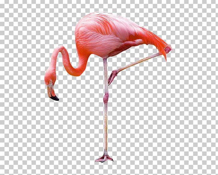 Greater Flamingo Bird Stock Photography PNG, Clipart, Animals, Beak, Bird, Birds, Can Stock Photo Free PNG Download