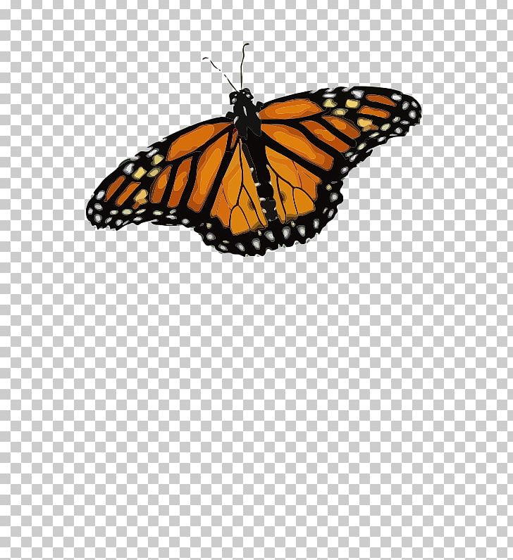 Monarch Butterfly Butterfly Weed Insect PNG, Clipart, Arthropod, Brush Footed Butterfly, Butterfly, Butterfly Gardening, Butterfly Weed Free PNG Download
