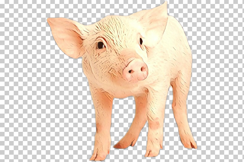 Suidae Animal Figure Snout Boar Livestock PNG, Clipart, Animal Figure, Boar, Fawn, Livestock, Pigs Ear Free PNG Download