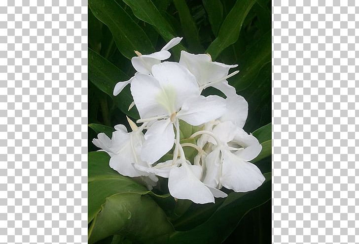 Hedychium Coronarium Ginger Rhizome Herbaceous Plant PNG, Clipart, Amazoncom, Flower, Flowering Plant, Garden, Ginger Free PNG Download