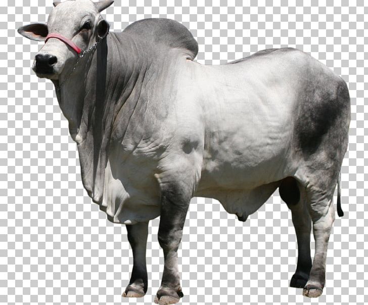 Nelore Gyr Cattle Ox Bull Dairy Cattle PNG, Clipart, Animal, Boi, Bull, Cattle, Cattle Like Mammal Free PNG Download