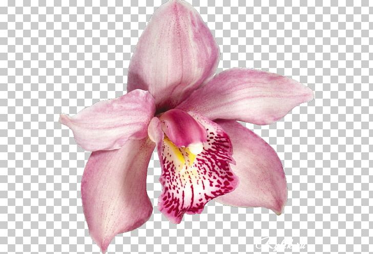 Orchids PNG, Clipart, Beautiful, Beautiful Flowersflowers, Cattleya, Cattleya Orchids, Clip Art Free PNG Download