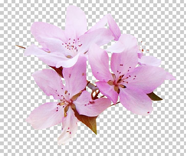 Watercolour Flowers Все цветы PNG, Clipart, Blossom, Branch, Cherry Blossom, Color, Digital Image Free PNG Download