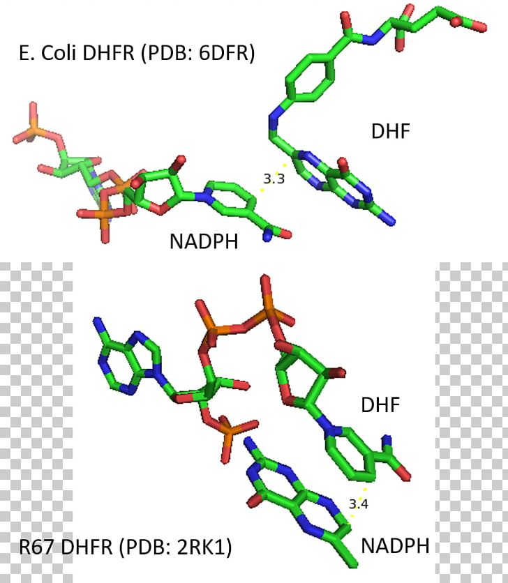 Dihydrofolate Reductase Enzyme Kinetics Dihydrofolic Acid Trimethoprim PNG, Clipart, Active Site, Angle, Area, Diagram, Dihydrofolate Reductase Free PNG Download