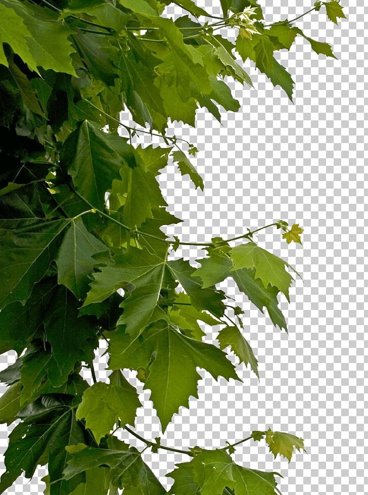 Leaves Side Decoration PNG, Clipart, Leaves, Nature Free PNG Download