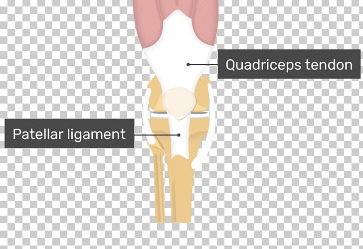 Shoulder Patellar Ligament Knee Quadriceps Femoris Muscle PNG, Clipart, Anatomy, Angle, Bone, Condyle, Ear Free PNG Download