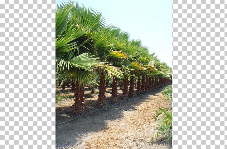 Anacahuita Coconut Ehretia Anacua Arecaceae Evergreen PNG, Clipart, Acacia, Arecaceae, Arecales, Coconut, Date Palm Free PNG Download
