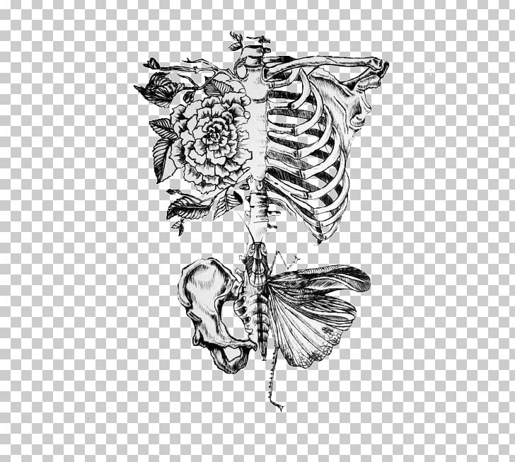Anatomy Human Body Human Skeleton Drawing Rib PNG, Clipart, Art, Artwork, Black And White, Body, Bone Free PNG Download