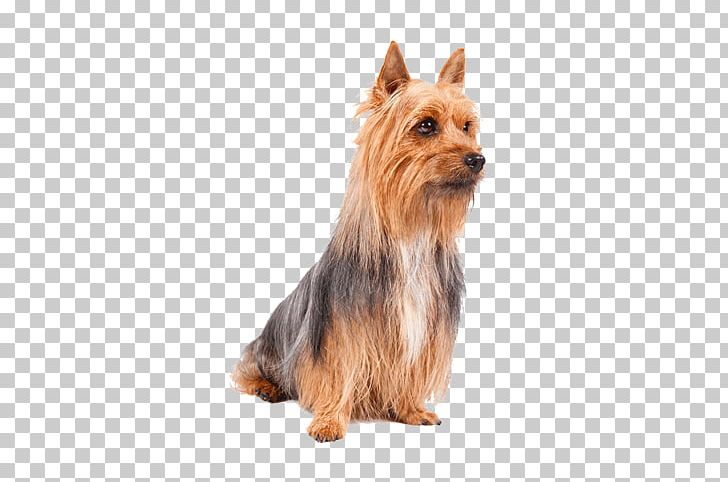 Australian Silky Terrier Yorkshire Terrier Australian Terrier Norwich Terrier Dog Breed PNG, Clipart, American Kennel Club, Animals, Australian Terrier, Breed, Canidae Free PNG Download