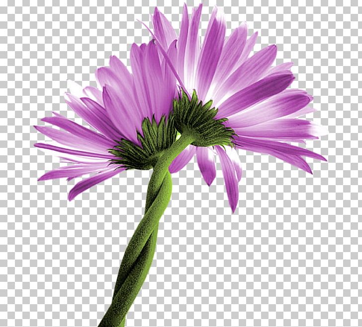 Common Daisy Aster Daisy Family Oxeye Daisy Chrysanthemum PNG, Clipart, Annual Plant, Aster, Chamomile, Chrysanthemum, Chrysanths Free PNG Download