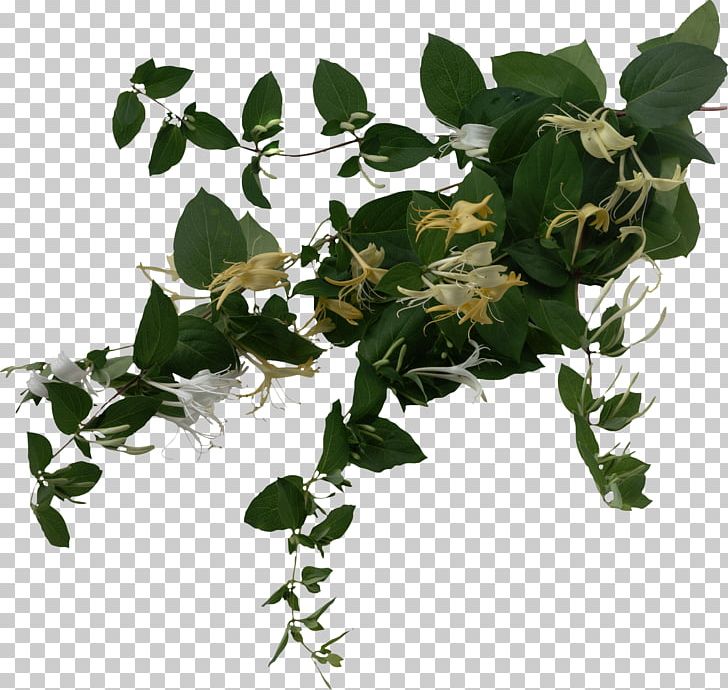 Vine Plant Leaf Tree PNG, Clipart, Branch, Flower, Flowering Plant, Flowerpot, Food Drinks Free PNG Download