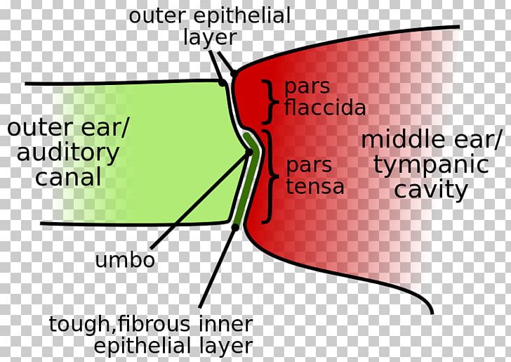 Eardrum Membrane Cochlea Hearing PNG, Clipart, Anatomy, Angle, Area, Auricle, Brand Free PNG Download