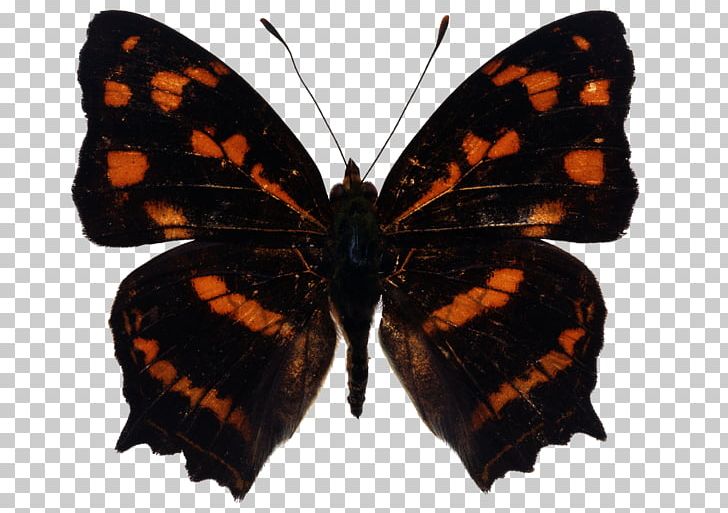 Monarch Butterfly Insect Moth PNG, Clipart, Arthropod, Biological Specimen, Brush Footed Butterfly, Butt, Butterflies And Moths Free PNG Download