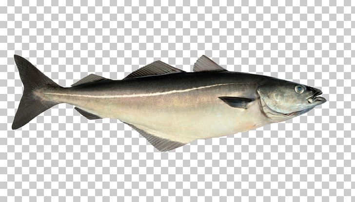 Pollock Pollack Atlantic Cod Haddock PNG, Clipart, Angler, Animals, Atlantic Cod, Barramundi, Bonito Free PNG Download