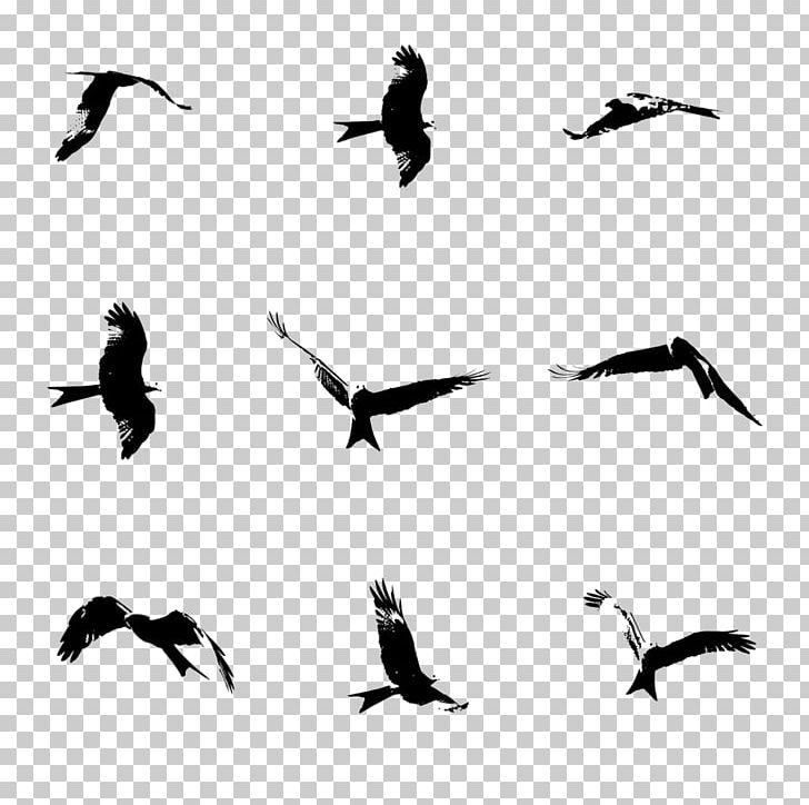 Bird Flight Brush PNG, Clipart, Animal Migration, Animals, Beak, Bird, Bird Migration Free PNG Download