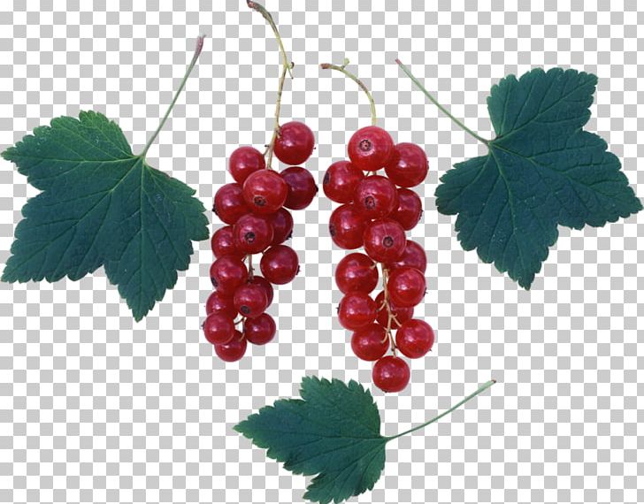 Common Grape Vine Zante Currant Redcurrant Grape Leaves PNG, Clipart, Autumn Leaves, Banana Leaves, Berry, Common Grape Vine, Currant Free PNG Download