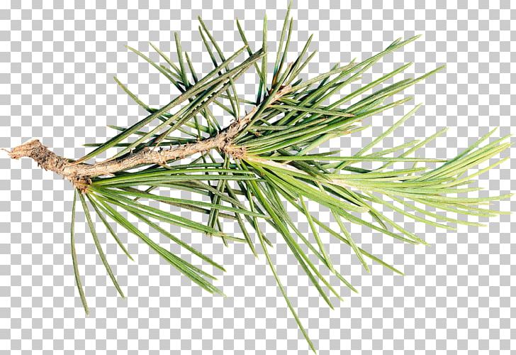 Pine Spruce Fir Tree Branch PNG, Clipart, Branch, Christmas Ornament, Conifer, Conifers, Evergreen Free PNG Download