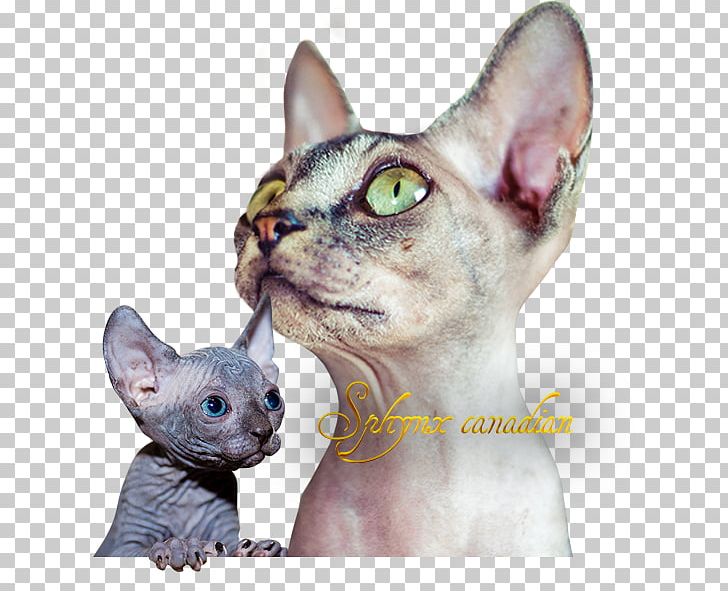 Sphynx Cat Donskoy Devon Rex Peterbald Kitten PNG, Clipart, Abyssinian, Animals, Balinese Cat, Carnivoran, Cat Free PNG Download