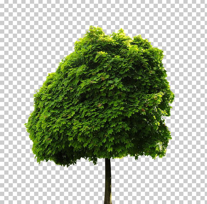 Tree Portable Network Graphics Photography PNG, Clipart, Chestnut, Download, Evergreen, Grass, Image Resolution Free PNG Download