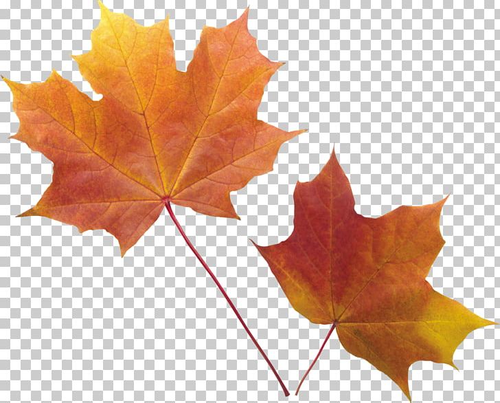 Autumn Leaf Color PNG, Clipart, Autumn, Autumn Leaf Color, Autumn Leaves, Autumn Png Leaf, Deciduous Free PNG Download