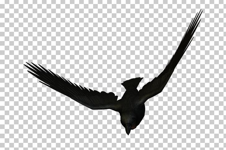 Bird Eagle Flight Large-billed Crow Carrion Crow PNG, Clipart, Accipitriformes, Animal, Animals, Beak, Bird Free PNG Download