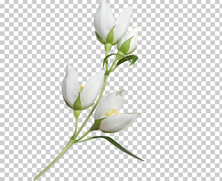 Floral Design Cut Flowers Bud Twig Plant Stem PNG, Clipart, Art, Bead, Branch, Bud, Cut Flowers Free PNG Download