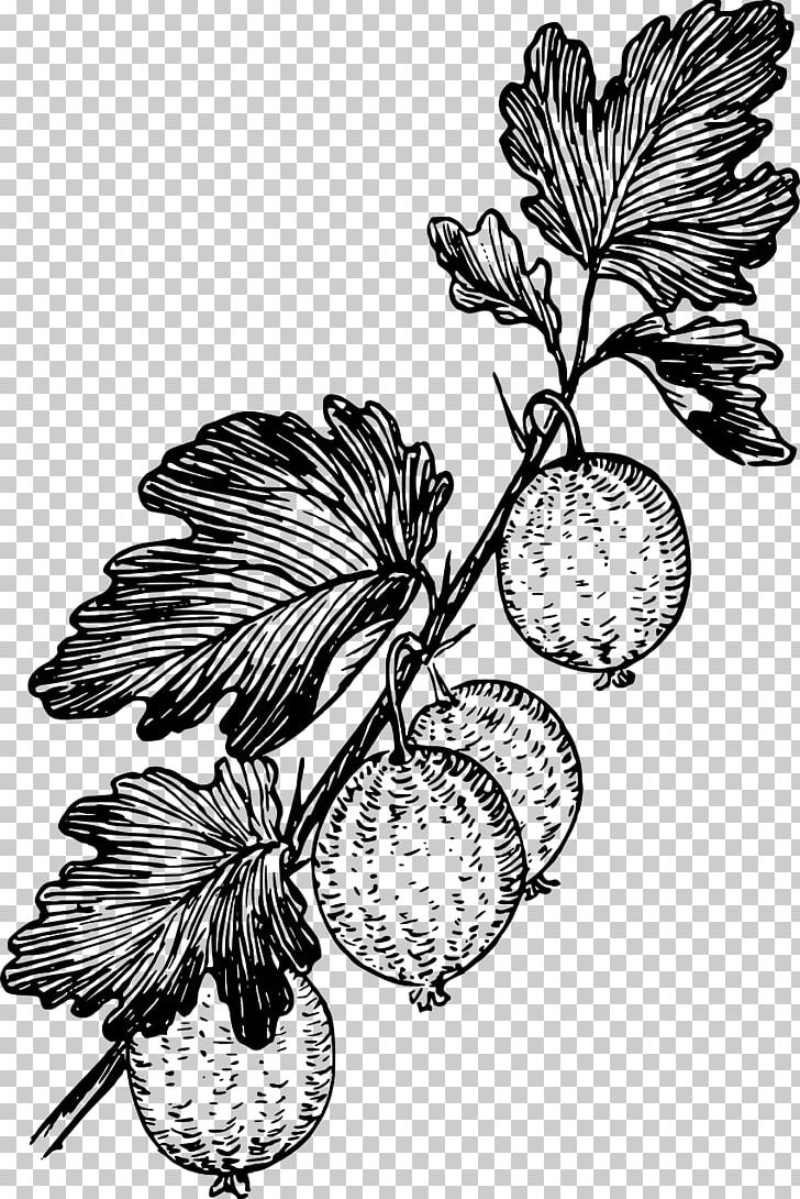 Gooseberry Drawing Grape PNG, Clipart, Berry, Black And White, Branch, Currant, Diagram Free PNG Download