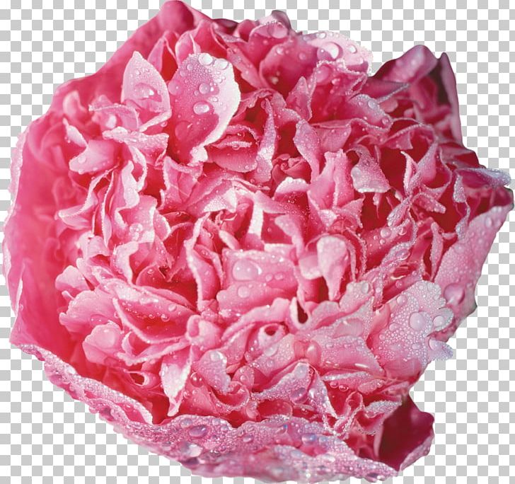Peony Garden Roses Flower PNG, Clipart, Cut Flowers, Flower, Flower Bouquet, Garden Roses, Kiev Free PNG Download