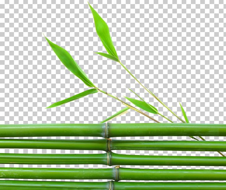 Tropical Woody Bamboos Leaf Grasses Lucky Bamboo Plant PNG, Clipart, Acupuncture, Bamboo Charcoal, Bamboo Painting, Bamboo Weaving, Desktop Wallpaper Free PNG Download