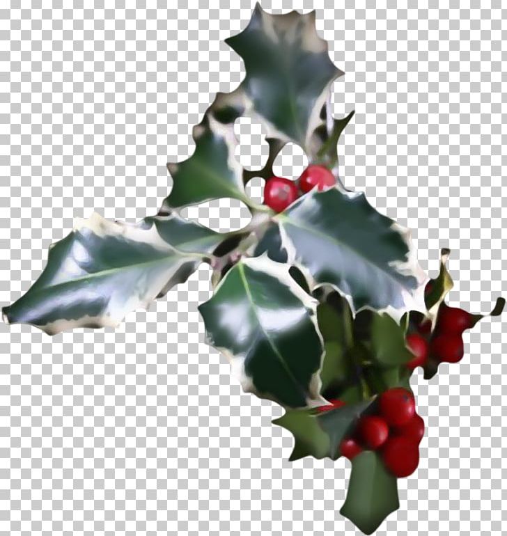 Common Holly Aquifoliales Ilex Crenata Christmas Plant PNG, Clipart, Aquifoliaceae, Aquifoliales, Branch, Christmas, Christmas Ornament Free PNG Download