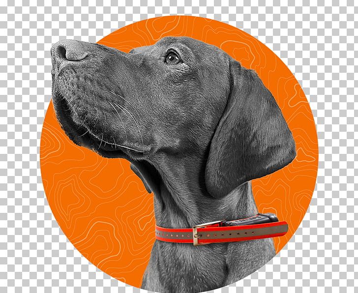 Labrador Retriever Weimaraner Laelaps Dog Breed PNG, Clipart, Breed, Campsite, Carnivoran, Dog, Dog Breed Free PNG Download