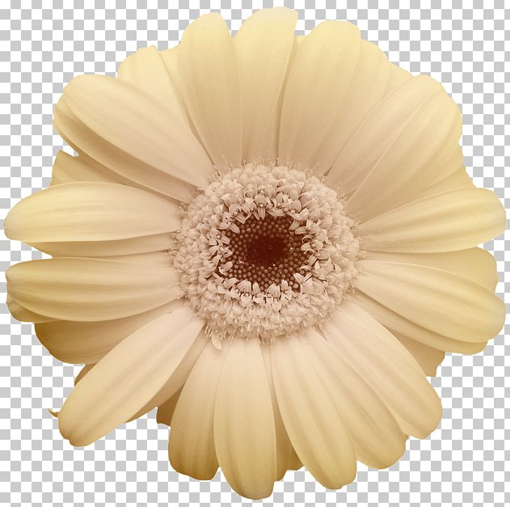 Common Daisy Yellow Flower Transvaal Daisy PNG, Clipart, Asterales, Canvas Print, Chrysanthemum, Chrysanthemum Material, Color Free PNG Download