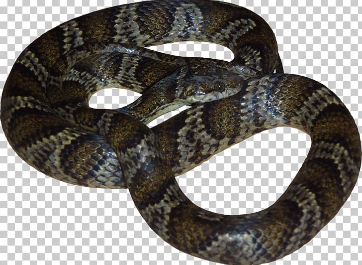 Milk Snake Vipers Reptile Hognose PNG, Clipart, 3d Computer Graphics, Animal, Animals, Boa Constrictor, Boas Free PNG Download
