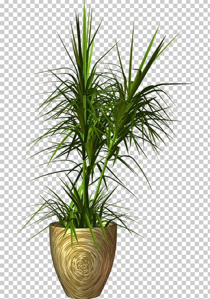 Palm Trees Flowerpot Portable Network Graphics PNG, Clipart, Arecales, Download, Drawing, Flower, Flowerpot Free PNG Download