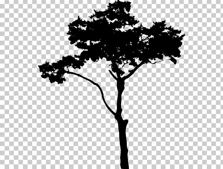 Silhouette PNG, Clipart, Austral Pacific Energy Png Limited, Black And White, Bonsai, Branch, Conifer Free PNG Download