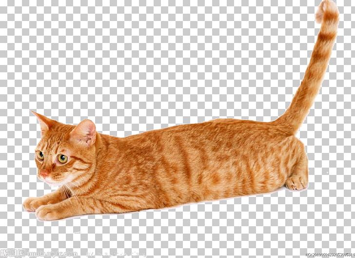 Cat Kitten Animal UXGA Wide XGA PNG, Clipart, American Wirehair, Animals, Carnivoran, Cat Like Mammal, Cuteness Free PNG Download